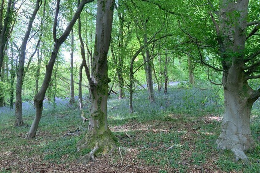 Bluebell Woods