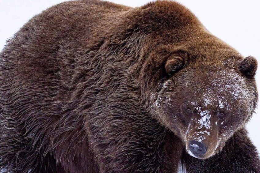 Scenic Tour to Wildlife Center from Anchorage with hotel pickup