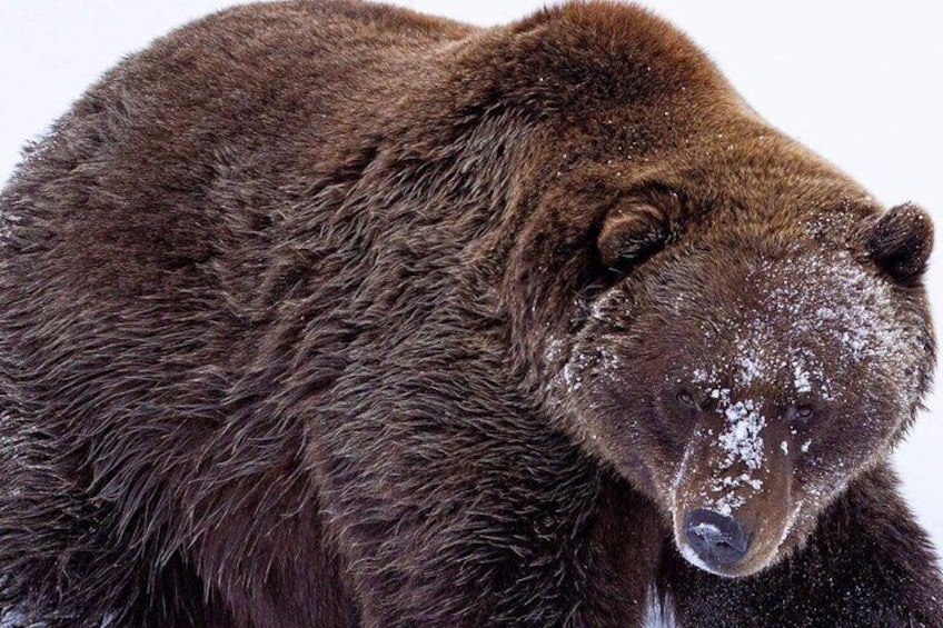 Scenic Tour to Wildlife Center from Anchorage with hotel pickup