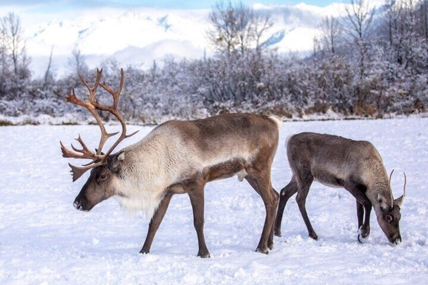 Scenic Tour to Wildlife Center from Anchorage with hotel pickup