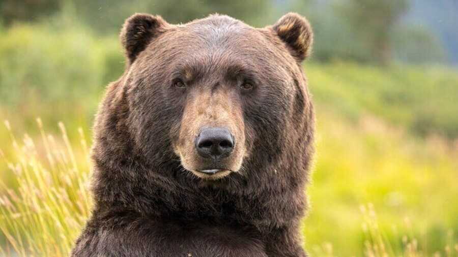 Scenic Tour to Wildlife Center from Anchorage with hotel pickup