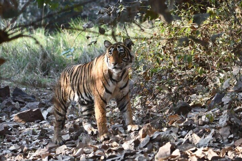 4 Day Golden Triangle Tour & Ranthambore Tiger Safari from Delhi