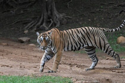 4 Day Golden Triangle Tour With Ranthambore Tiger Safari