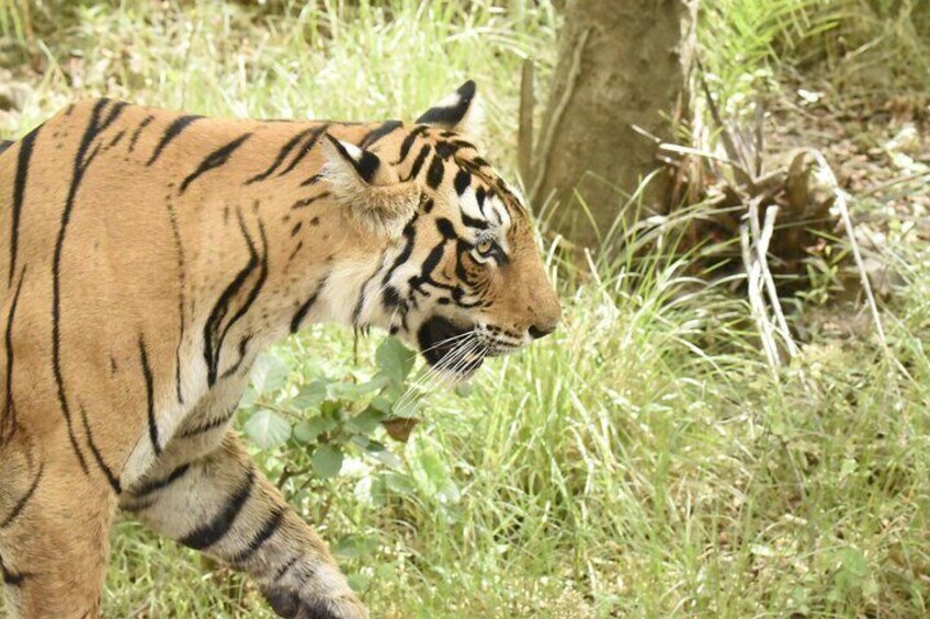 4 Day Golden Triangle Tour & Ranthambore Tiger Safari from Delhi