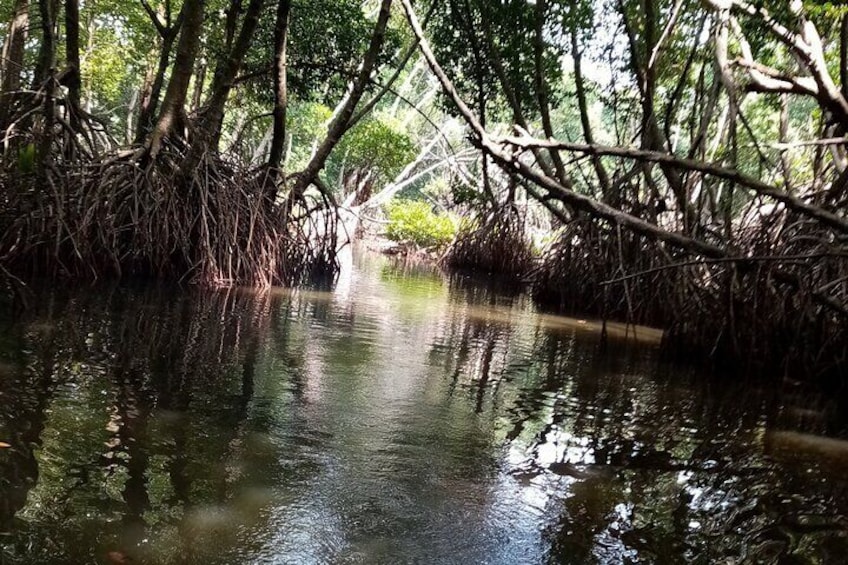 Mangrove river branch