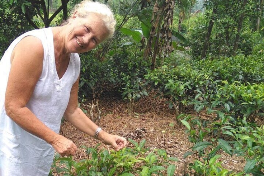 picking tea leaves