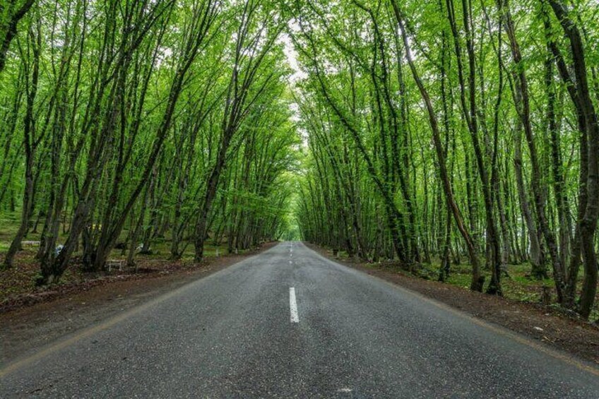 Gachrash Forest 