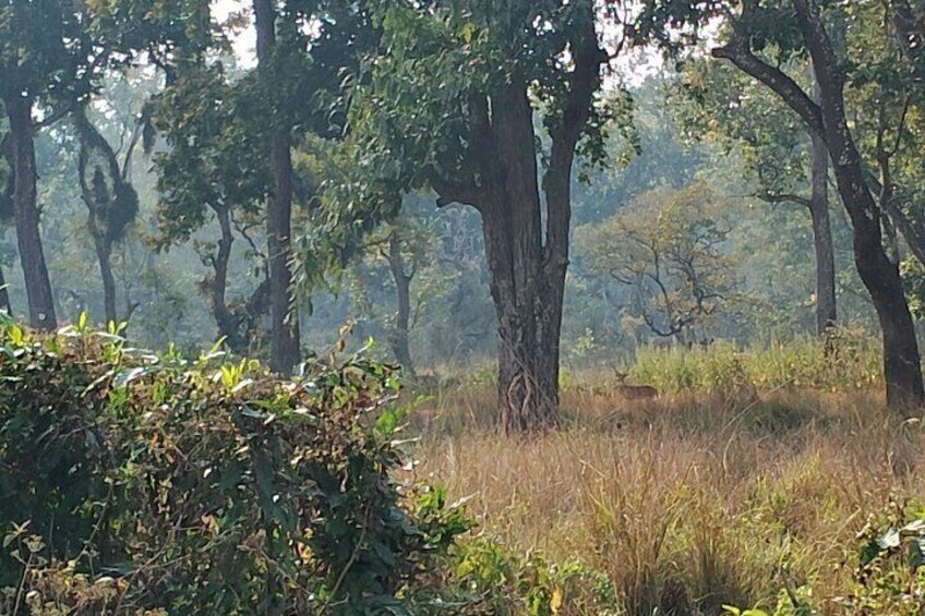 2 Night 3 Days Chitwan Jungle Safari Tour from Kathmandu