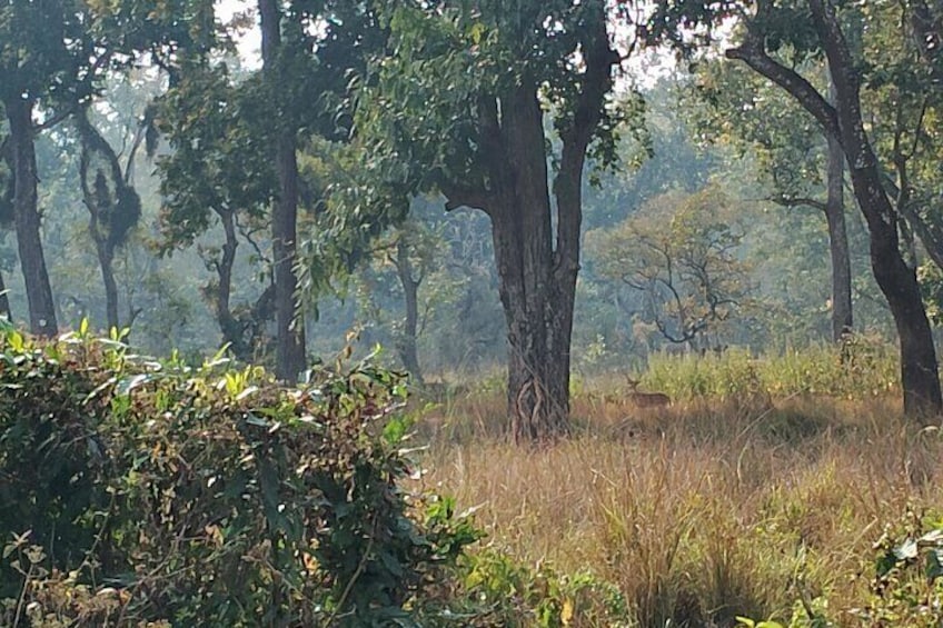 2 Night 3 Days Chitwan Jungle Safari Tour from Kathmandu