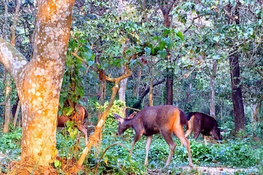 2 Night 3 Days Chitwan Jungle Safari Tour from Kathmandu