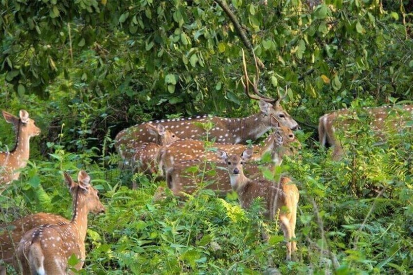 Full Day Private Jeep Safari in Chitwan National Park