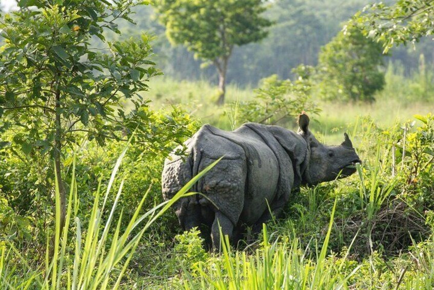 Full Day Private Jeep Safari in Chitwan National Park