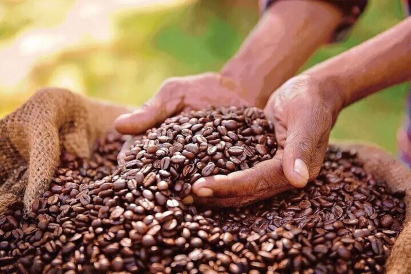 Fairview Coffee Estate in Limuru
