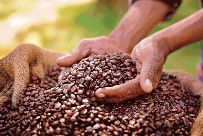 Fairview Coffee Estate in Limuru
