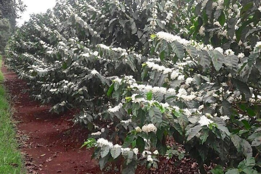 Fairview Coffee Estate in Limuru