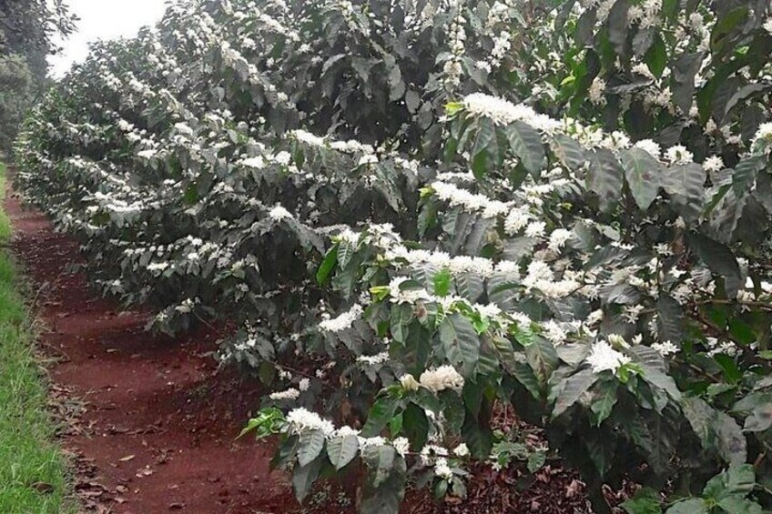 Fairview Coffee Estate in Limuru