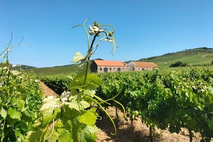 Óbidos, Mafra, Wineries and Tastings Day Private Tour from Lisbon