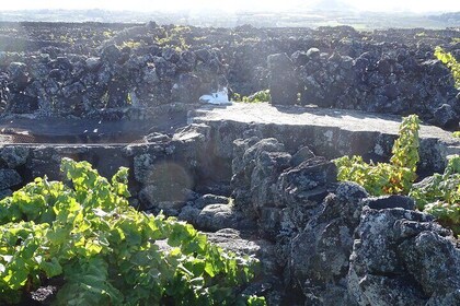 500 years of vines and 300,000 years of island, an infinite story