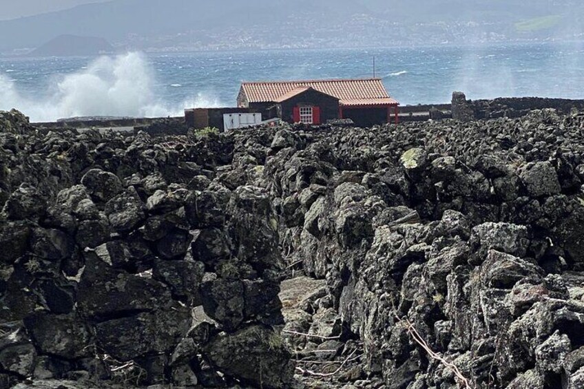 The vineyard corrals on Pico island