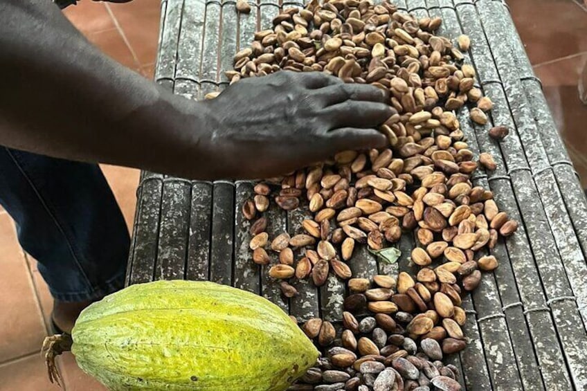 Tetteh Quarshie Cocoa Farm