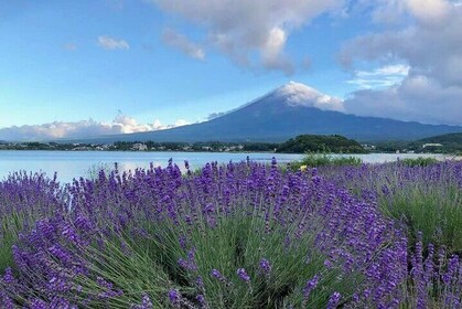 Mount FUJI Day Trip in Private Car