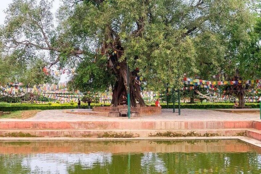 Full Day Lumbini Tour with Airport Pickup