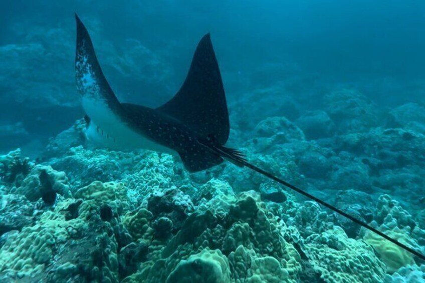 Private Snorkel with Beach Set-Up