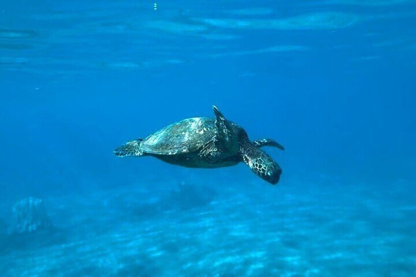 Private Snorkel with Beach Set-Up