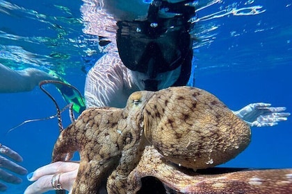 Private Snorkel with Beach Set-Up