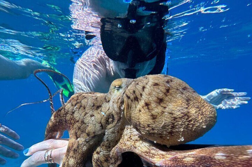 Private Snorkel with Beach Set-Up