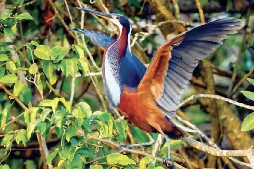 Bird Watching