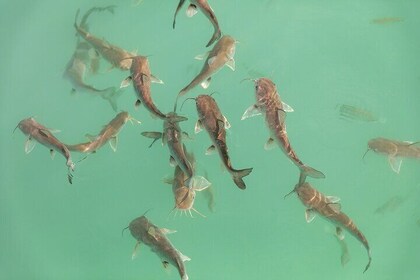 Beyond Bacalar: Pirate Route Exploration + River Float + Lunch