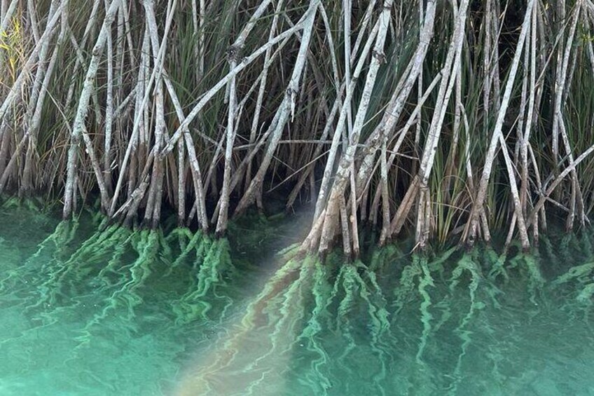 Scientific and Cultural Tour in Bacalar with an Expert