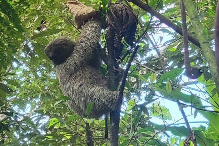 Private Tour in Rio Celeste National Park & Sloth Safari