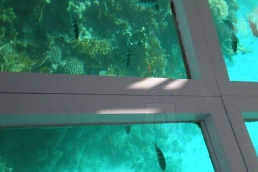 Glass Bottom Boat Water Activity in Montego Bay Jamaica