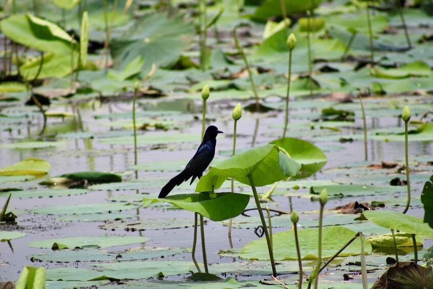 Picture 3 for Activity New Orleans: 6 Passenger Premium Airboat Swamp Tour