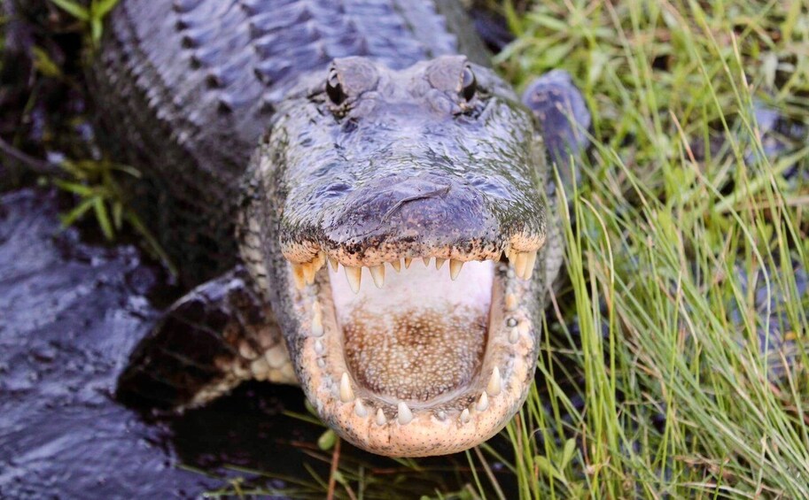 Picture 2 for Activity New Orleans: 6 Passenger Premium Airboat Swamp Tour