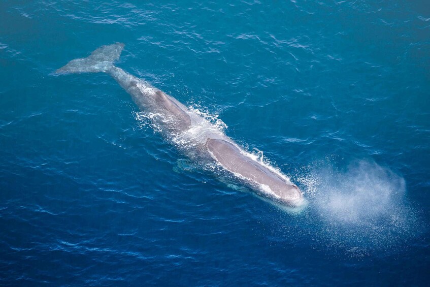 Picture 4 for Activity Whale Watching by Plane | Family Package