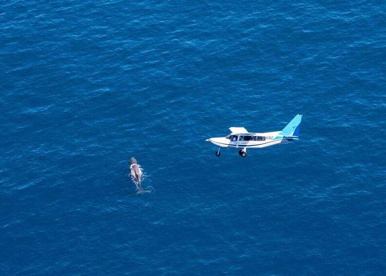 Picture 1 for Activity Whale Watching by Plane | Family Package