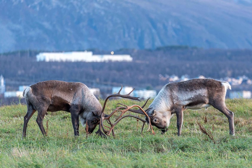 Picture 4 for Activity Private Arctic tour around the iconic fjords of Tromsø