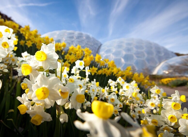 Picture 9 for Activity Cornwall: Eden Project Entry Ticket