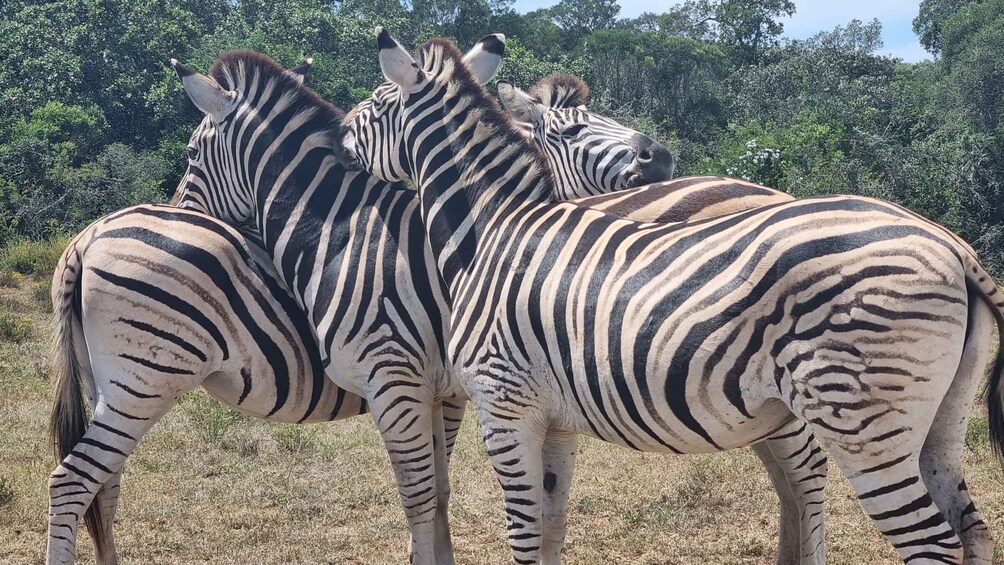 Picture 4 for Activity Addo Elephant National Park Half-Day Safari