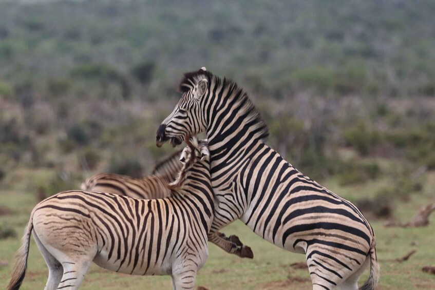 Picture 9 for Activity Addo Elephant National Park Half-Day Safari