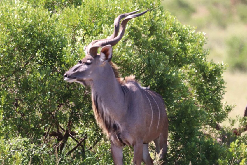 Picture 8 for Activity Addo Elephant National Park Half-Day Safari