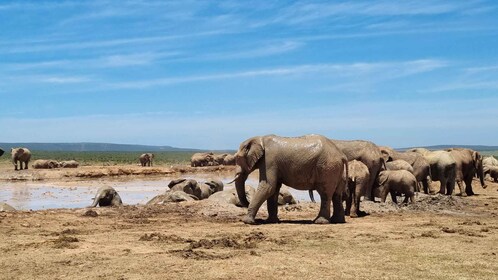 Addo Elephant National Park Halvdagssafari