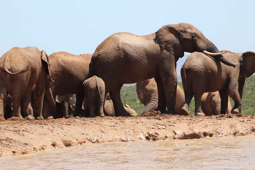 Addo Elephant National Park Half-Day Safari