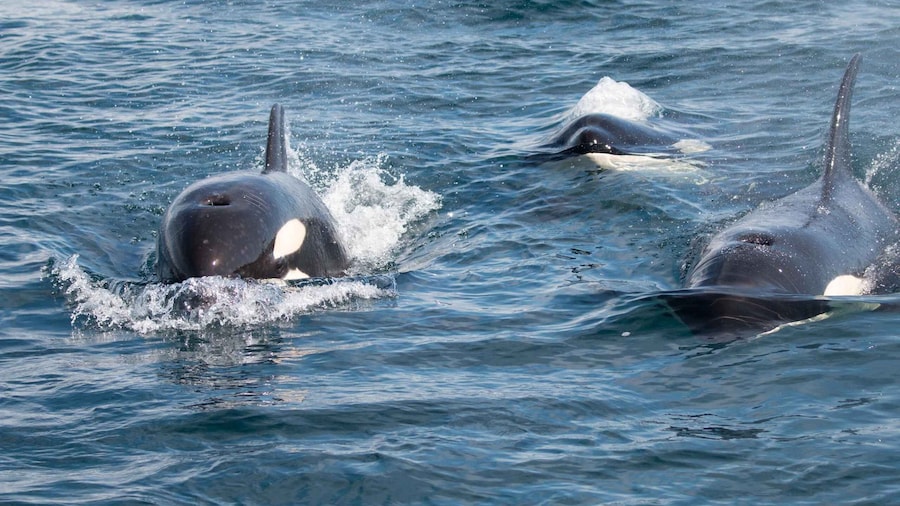 La Ventana: PRIVATE Ocean Safari in La Ventana BCS