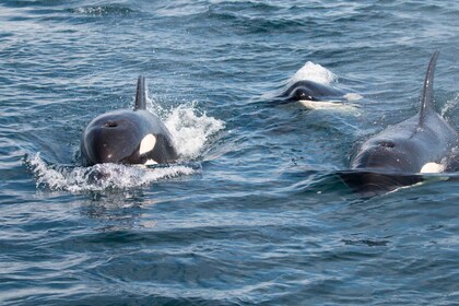 La Paz - Ocean Safari: encuentra delfines, orcas y leones marinos