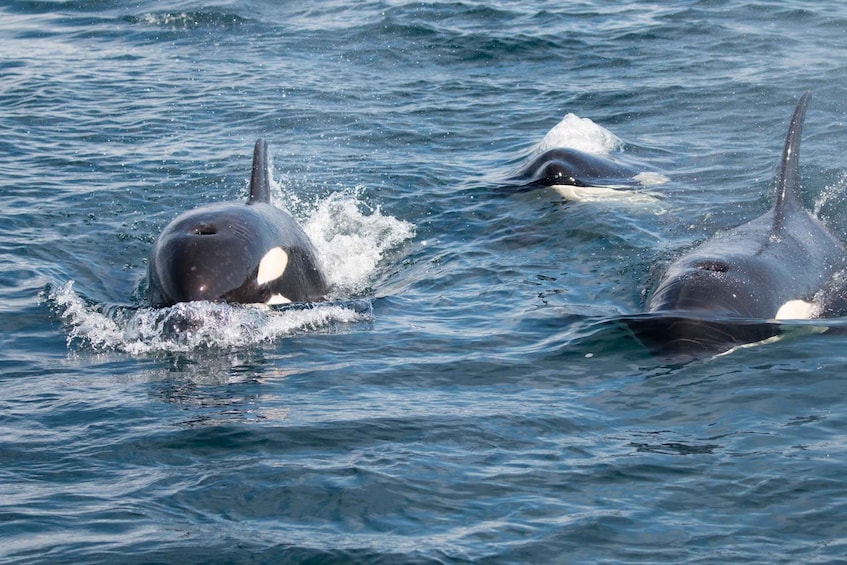 La Ventana: PRIVATE Ocean Safari in La Ventana BCS