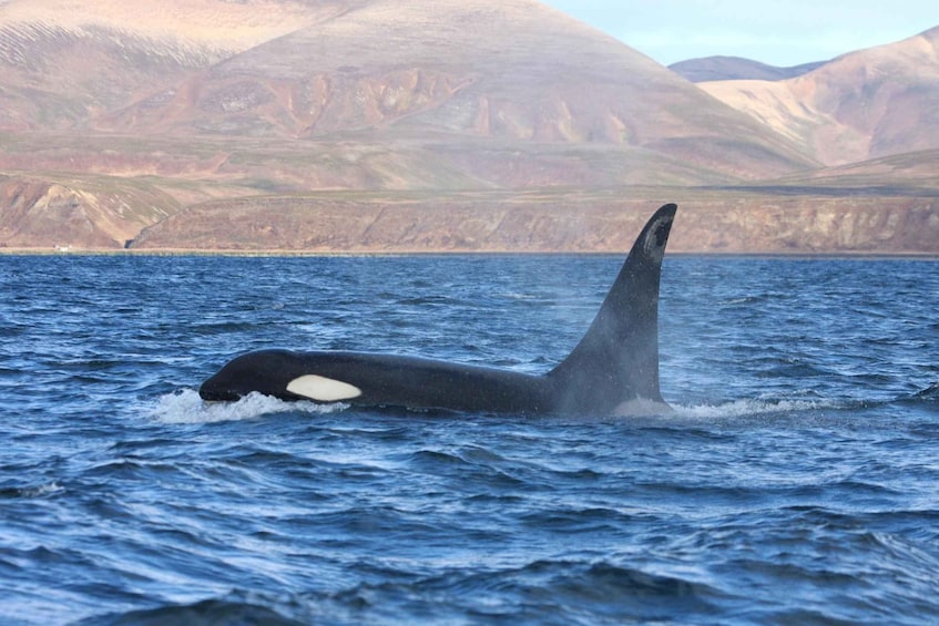 Picture 1 for Activity La Ventana: PRIVATE Ocean Safari in La Ventana BCS